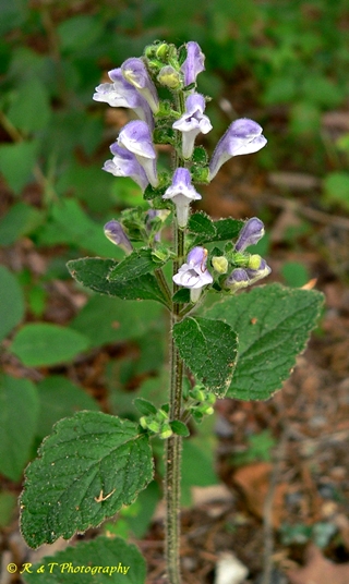 {Scutellaria elliptica var. hirsuta}